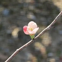 mimacro